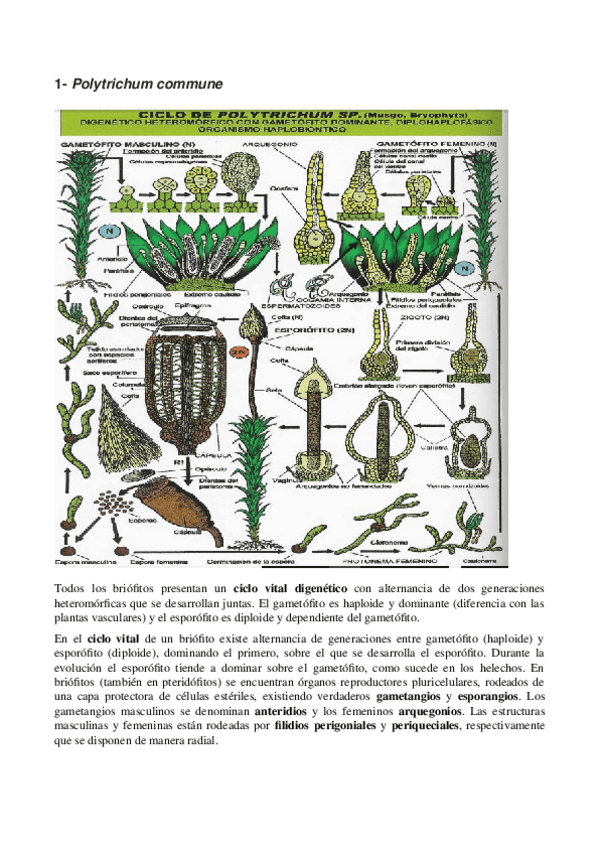 Miniatura del documento CICLOS VITALES 2º PARCIAL.docx