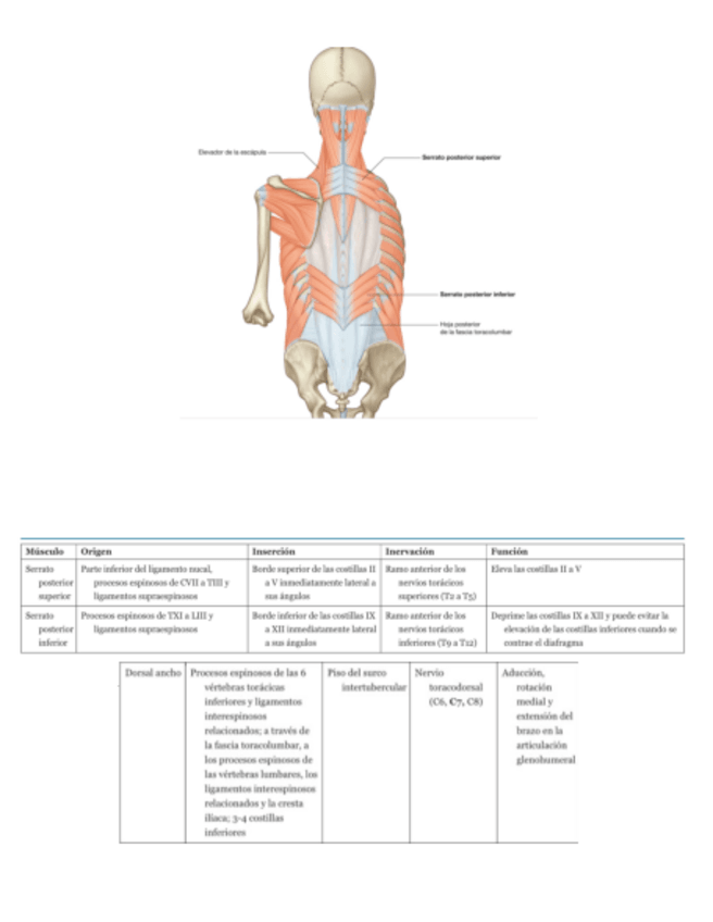 Miniatura del documento Flashcards-Musculos-Clinical-Key-Curso-24-25-Con-Fito.pdf