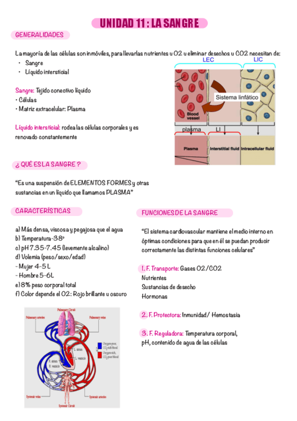 Miniatura del documento Tema-11-la-sangre.pdf
