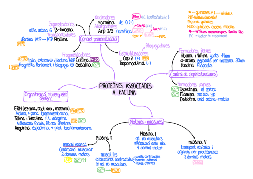 Miniatura del documento proteines-asociades-a-FA.pdf