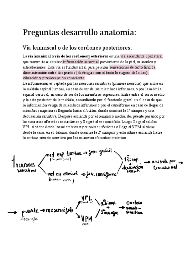 Miniatura del documento Preguntas-desarrollo-anatomia.pdf