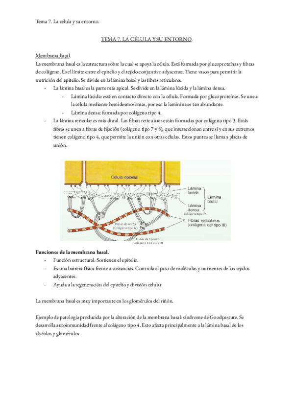 Miniatura del documento Tema-7.-La-celula-y-su-entorno..pdf