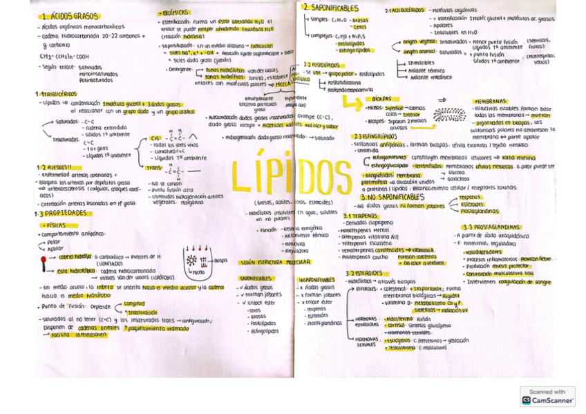 Miniatura del documento Esquema-tema-3.-Lipidos.pdf