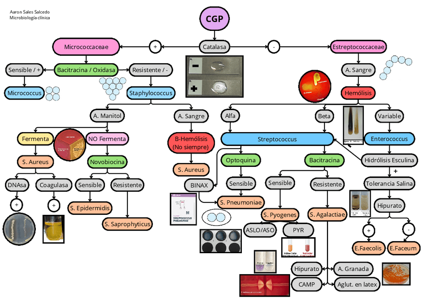 Miniatura del documento CGP-esquema.pdf