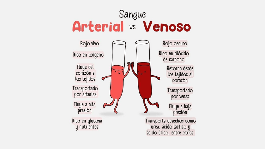 Miniatura del documento SANGRE-ARTERIAL-VS-VENOSA.pdf