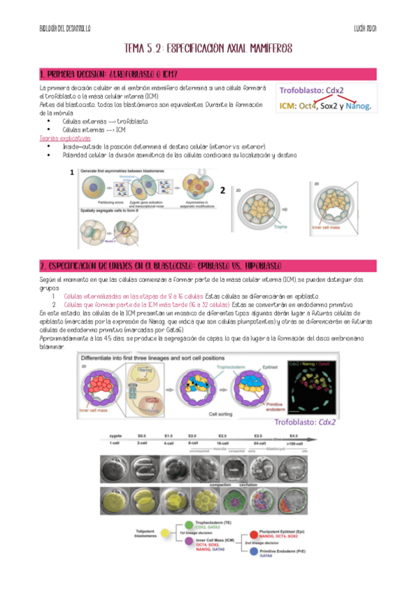 Miniatura del documento apunts-tema-5.2-bio-desenvolupament.pdf