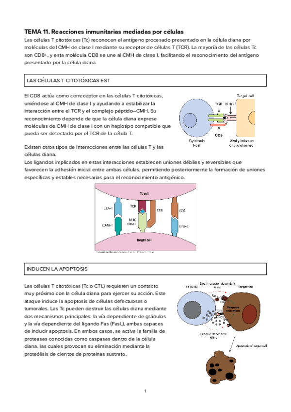 Miniatura del documento TEMA-11Reacciones-inmunitarias-mediadas-por-celulas.pdf
