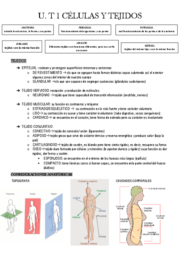 Miniatura del documento U.T-1-CELULAS-Y-TEJIDOS.pdf