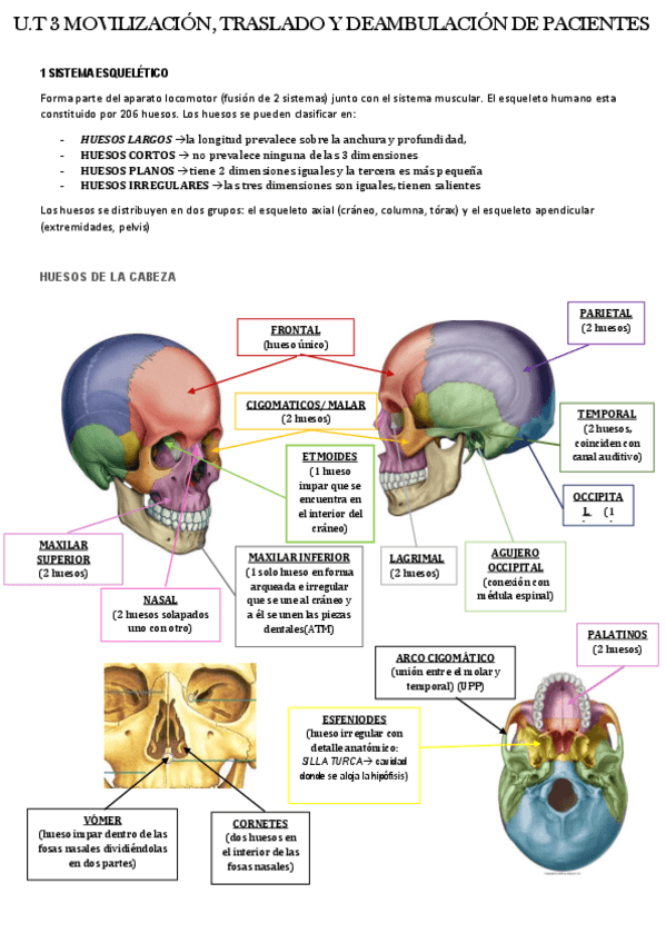 Miniatura del documento U.T-3-HUESOS.pdf