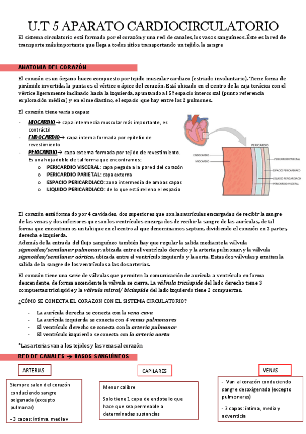 Miniatura del documento TEMA-5-APARATO-CARDIOCIRCULATORIO.pdf