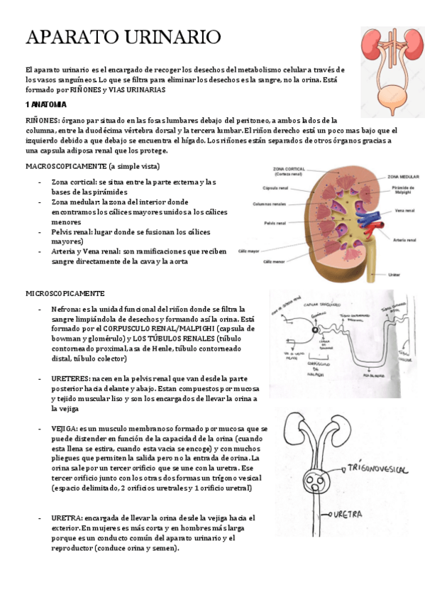Miniatura del documento URINARIO.pdf