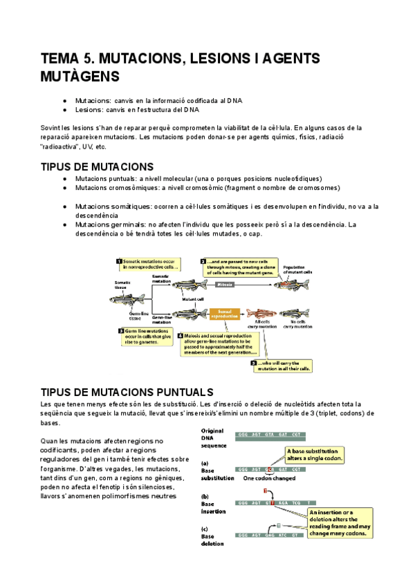Miniatura del documento TEMA-5.-MUTACIONS-LESIONS-I-AGENTS-MUTAGENS.pdf