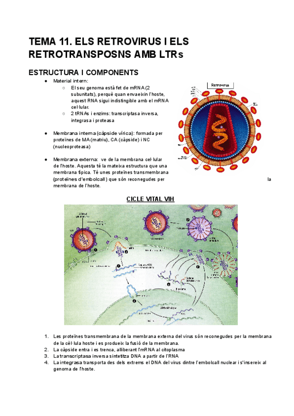 Miniatura del documento TEMA-11.-ELS-RETROVIRUS-I-ELS-RETROTRANSPOSNS-AMB-LTRs.pdf