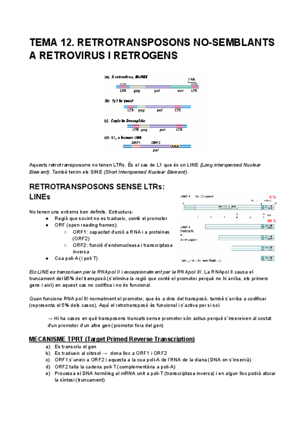 Miniatura del documento TEMA-12.-RETROTRANSPOSONS-NO-SEMBLANTS-A-RETROVIRUS-I-RETROGENS.pdf