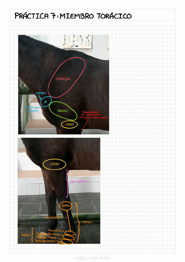 Miniatura del documento Practica-7.pdf