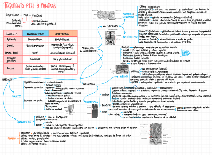 Miniatura del documento TEMA-19-TEGUMENTO-PIEL-Y-FANERAS.pdf
