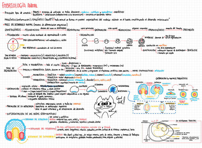 Miniatura del documento TEMA-14-EMBRIOLOGIA-ANIMAL.pdf