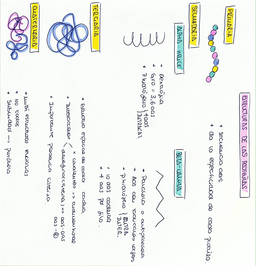 Miniatura del documento estructura-de-las-proteinas.pdf