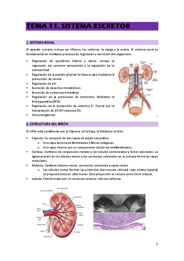 Miniatura del documento TEMA-11.pdf