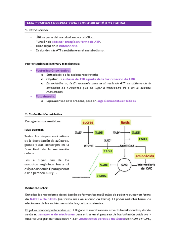 Miniatura del documento Apuntes-finales-bioquimica-2o-parcial.pdf