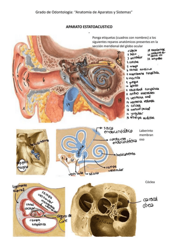 Miniatura del documento Practica-aparato-estatoacustico.pdf