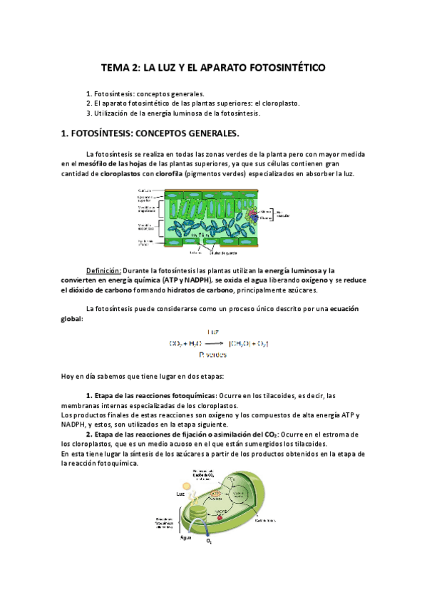 Miniatura del documento TEMA 2_La luz y el aparato fotosintético..pdf