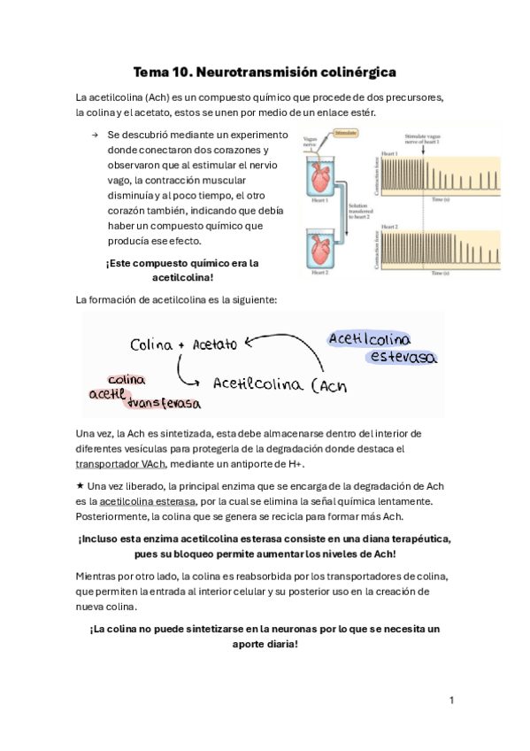 Miniatura del documento Tema-10.-Neurotransmision-acetilcolinergica.pdf