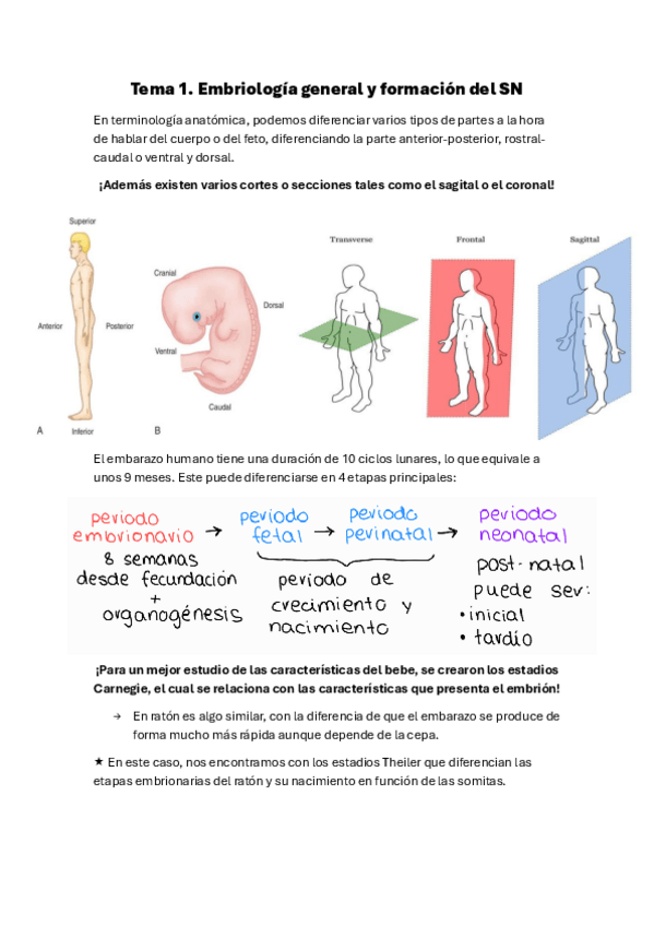 Miniatura del documento Tema-1.-Desarollo-del-SN.pdf
