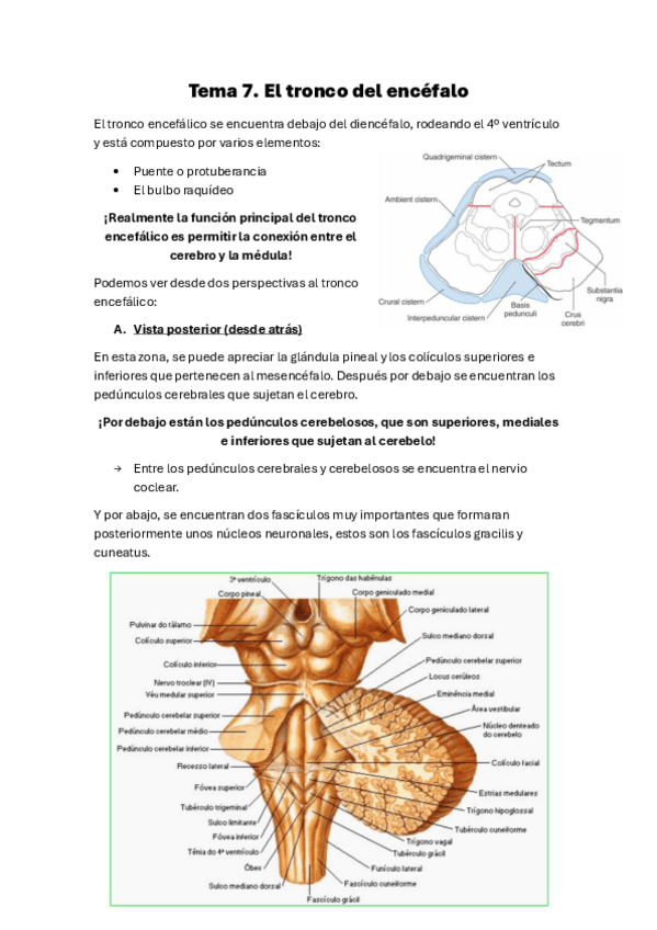 Miniatura del documento Tema-7.-El-tronco-encefalico.pdf