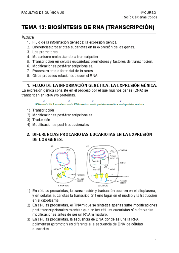 Miniatura del documento APUNTES-BIOLOGIA-TEMA-13-BIOSINTESIS-DE-RNA-TRANSCRIPCION.pdf