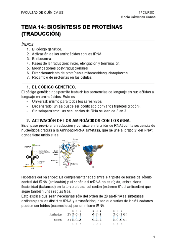 Miniatura del documento APUNTES-BIOLOGIA-TEMA-14-BIOSINTESIS-DE-PROTEINAS-TRADUCCION.pdf