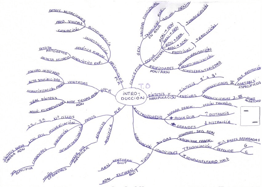 Miniatura del documento Mapas-mentales-T0-T4.pdf