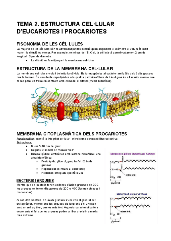Miniatura del documento TEMA-2.-ESTRUCTURA-CELLULAR-DEUCARIOTES-I-PROCARIOTES.pdf