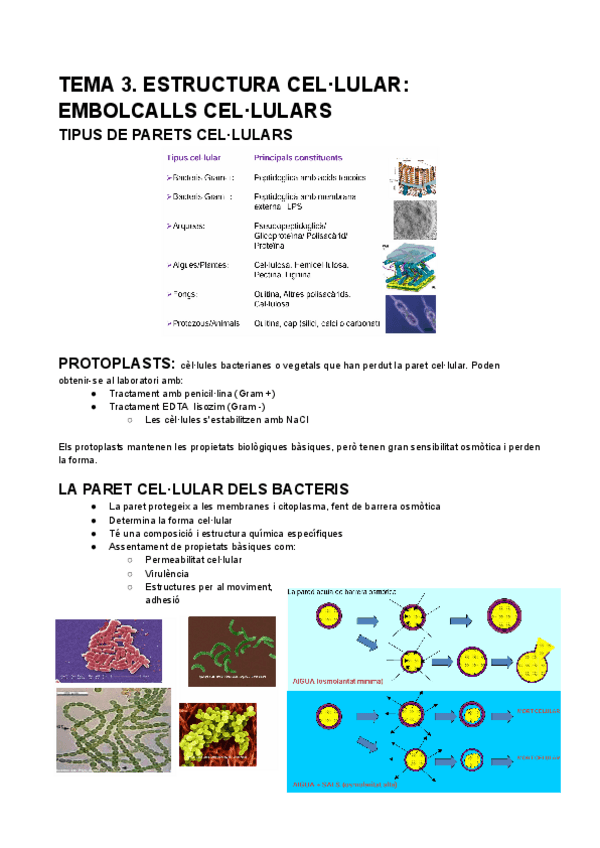 Miniatura del documento TEMA-3.-ESTRUCTURA-CELLULAR-EMBOLCALLS-CELLULARS.pdf