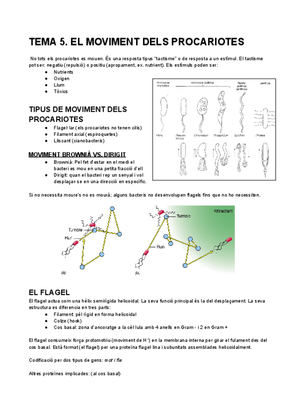 Miniatura del documento TEMA-5.-EL-MOVIMENT-DELS-PROCARIOTES.pdf