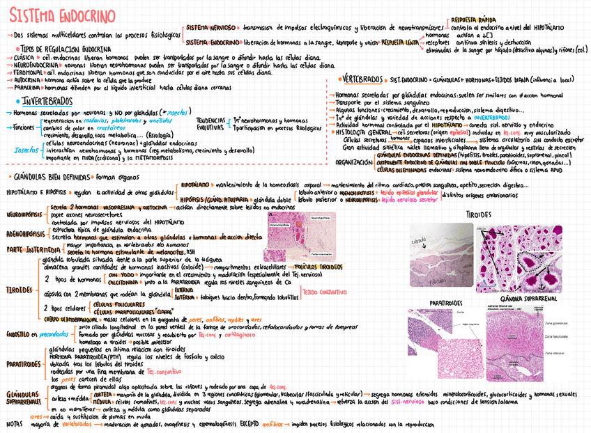 Miniatura del documento TEMA-22-SIST-ENDOCRINO.pdf