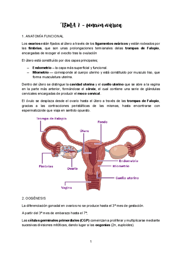 Miniatura del documento TEMA-7-ENDO.pdf