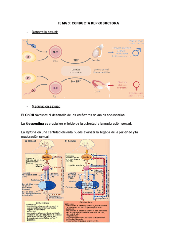 Miniatura del documento TEMA-3-P.-Biologica.pdf