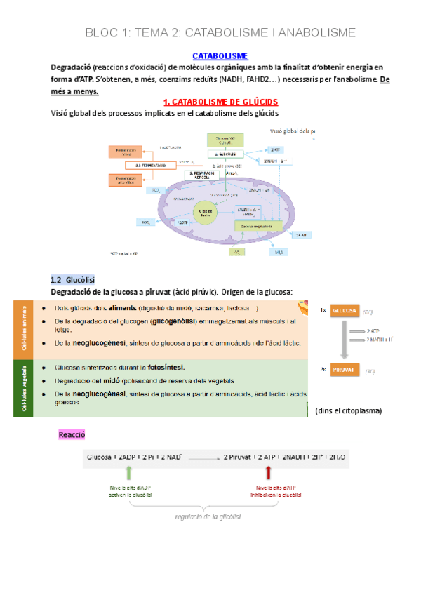 Miniatura del documento TEMA-2-CATABOLISME-I-ANABOLISME.pdf