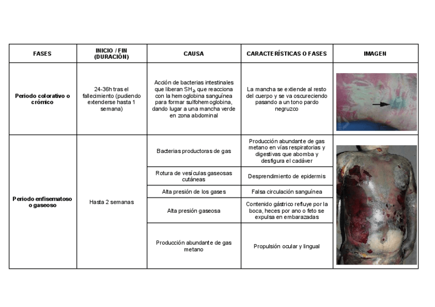 Miniatura del documento Tabla-fases-de-putrefaccion.pdf