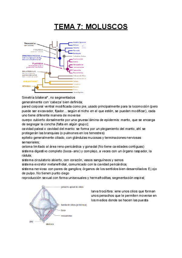 Miniatura del documento TEMA-7-MOLUSCOS.pdf