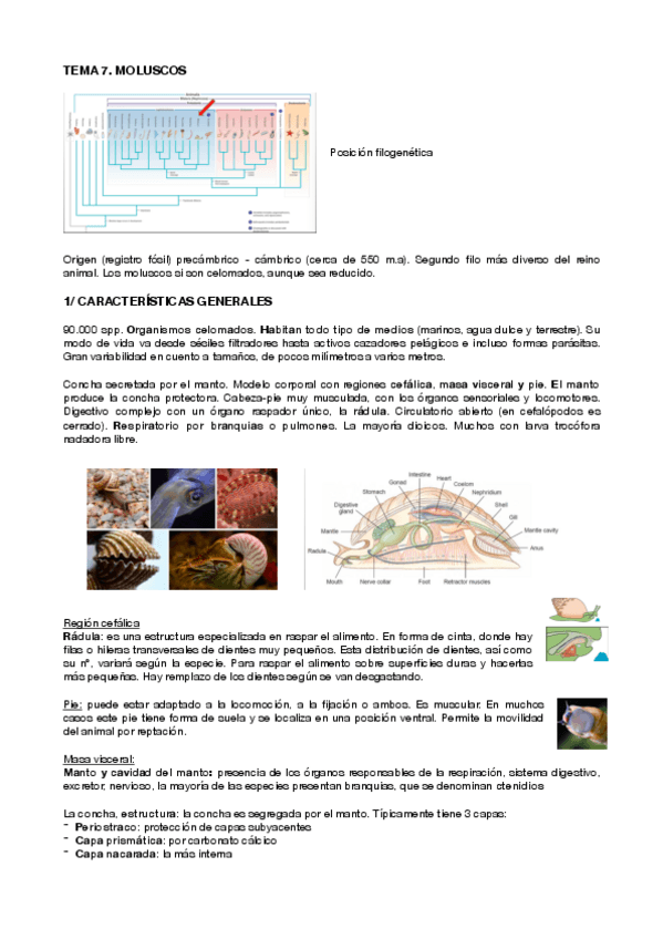 Miniatura del documento ZOOLOGIA-II-parte-2-T7-11.pdf