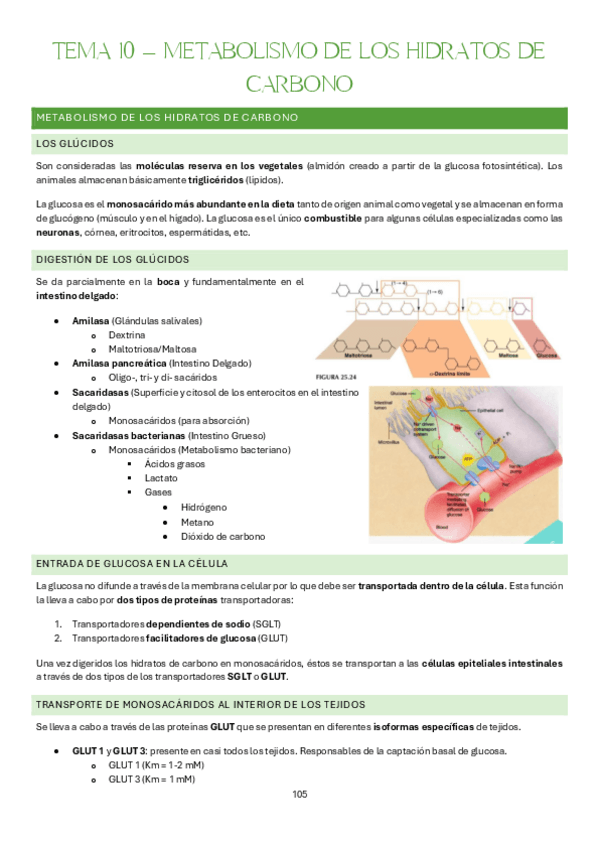 Miniatura del documento Tema-10-Bases-Organicas-e-Inorganicas-de-la-Vida.pdf