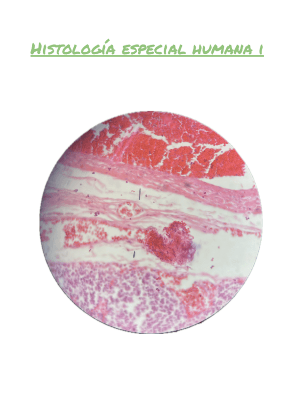 Miniatura del documento Histologia-i-respiratorio-parte-ii.pdf