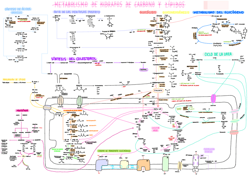 Miniatura del documento Esquema-Metabolismo-Bioquimica.pdf