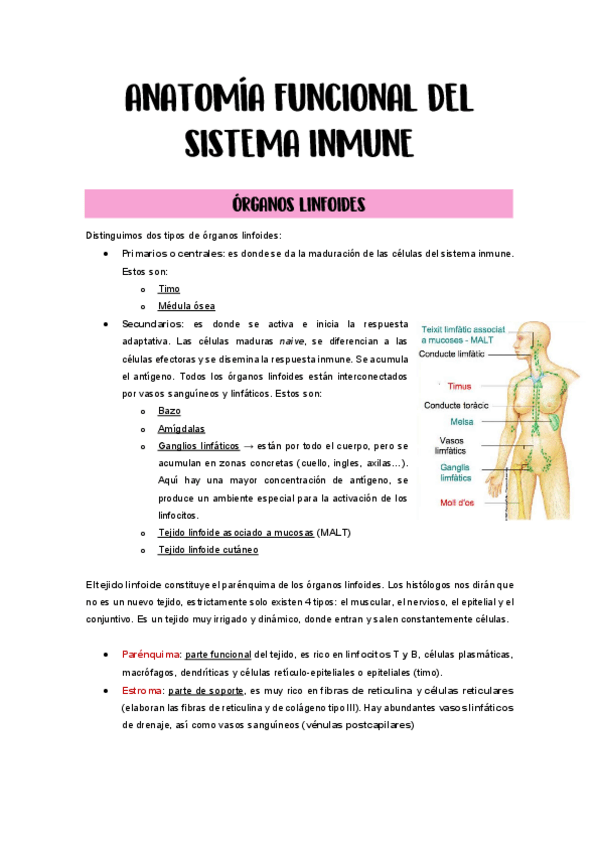 Miniatura del documento 13.-Anatomia-funcional-del-sistema-inmune.pdf