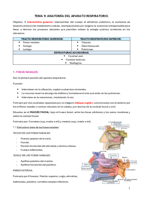 Miniatura del documento TEMA-9.-ANATOMIA-DEL-APARATO-RESPIRATORIO..pdf