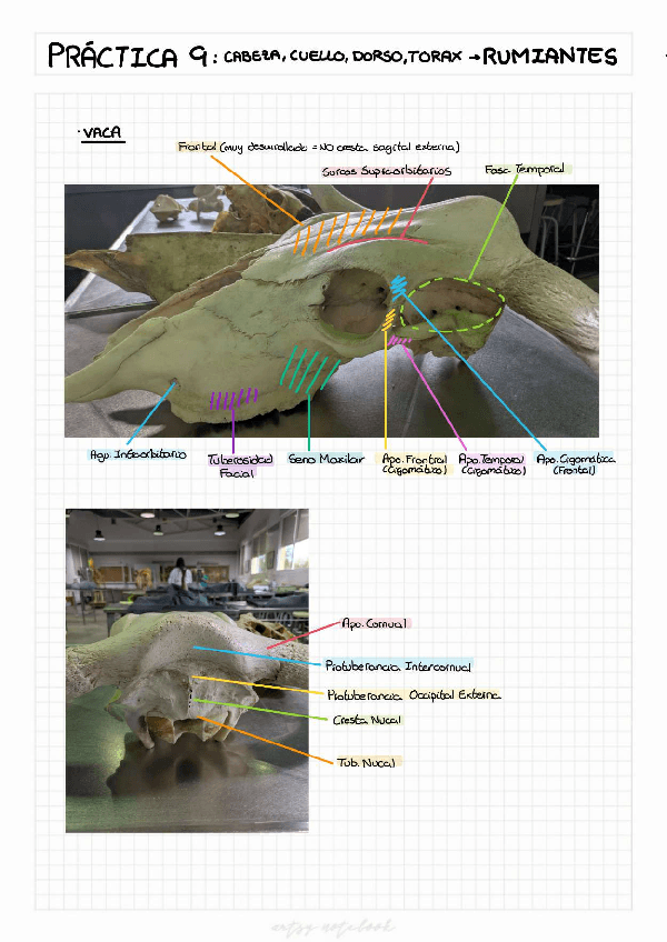 Miniatura del documento Practica-9.pdf
