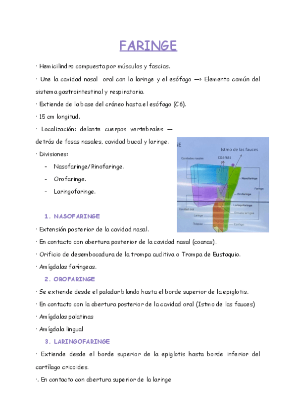 Miniatura del documento FARINGE.pdf