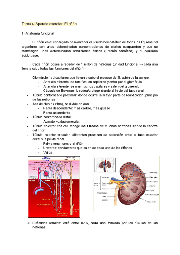 Miniatura del documento Tema-4-Aparato-excretor.pdf